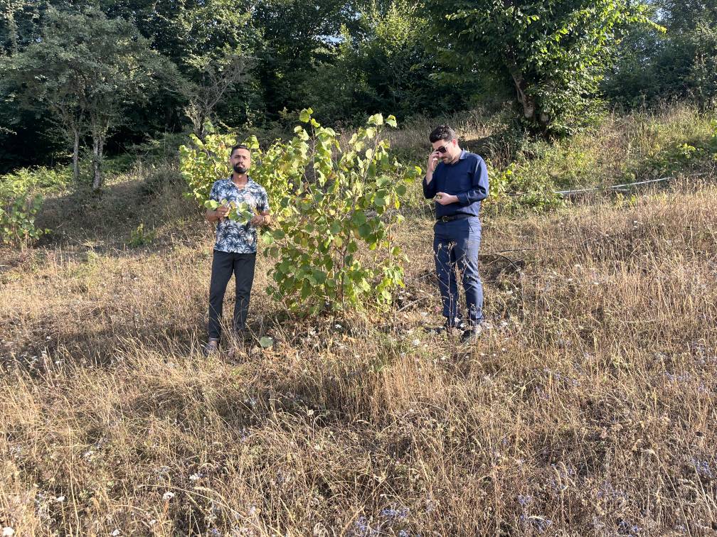 بازدید شویل