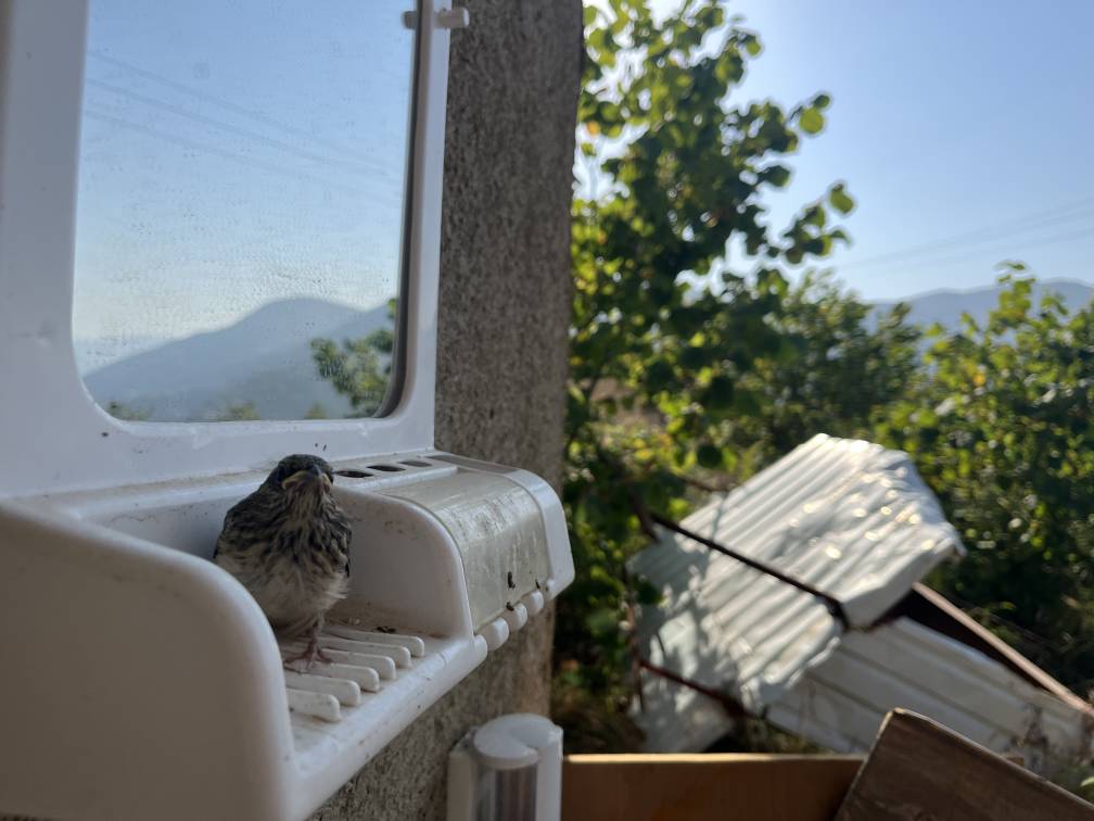 بازدید شویل